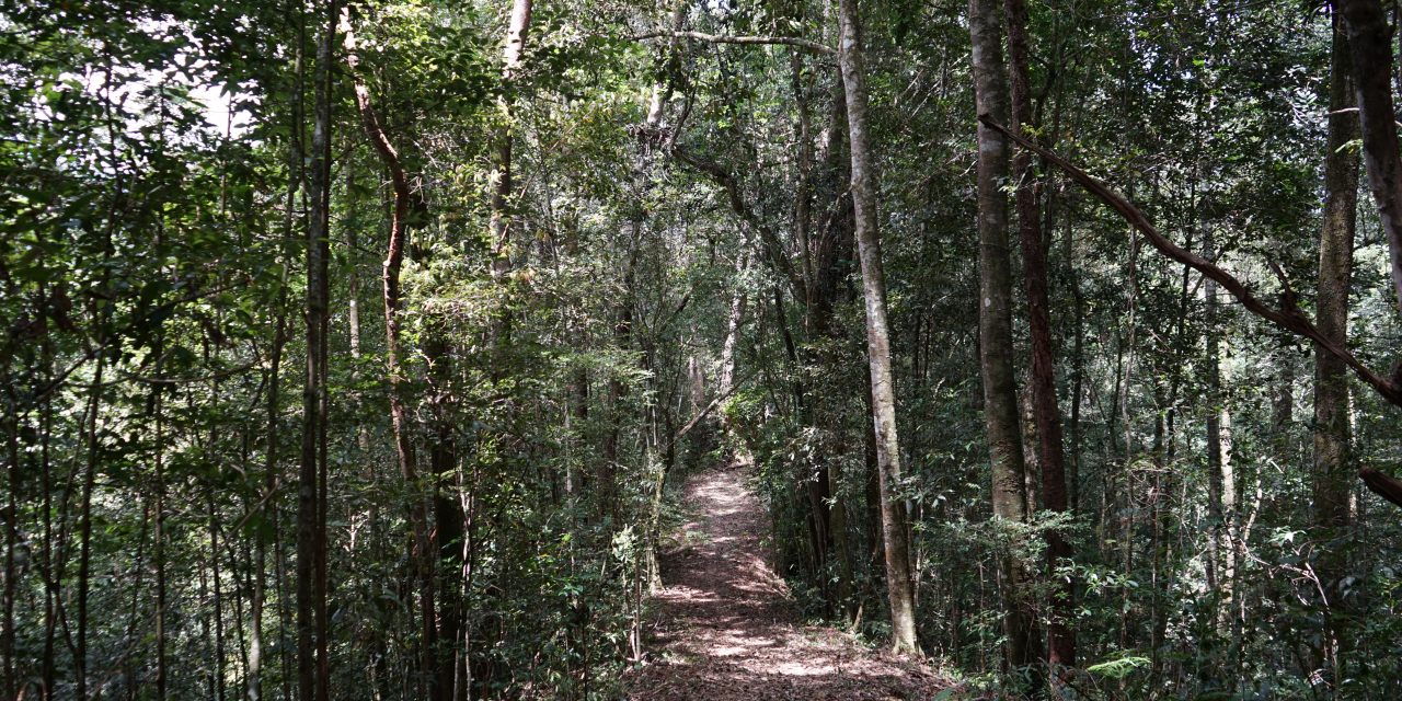 Bisakah Indonesia Berhenti Membabat Hutan?
