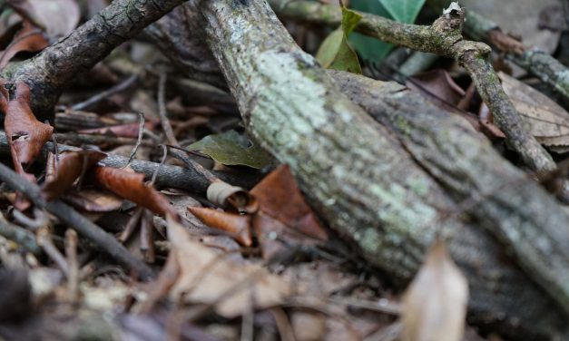 Menanti Perpres Nilai Ekonomi Karbon yang Mumpuni
