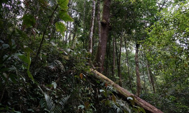 Perdagangan Karbon Jangan Abaikan Masyarakat Adat dan Lokal