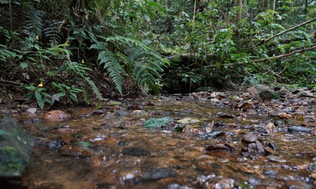 Sektor Kehutanan, Tulang Punggung Mitigasi NDC Indonesia