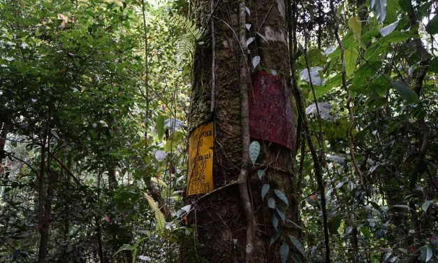 Bagaimana Perhutanan Sosial Berkontribusi pada Penurunan Emisi