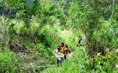 Kebijakan Kontradiktif yang Mengintai Capaian Penurunan Deforestasi Indonesia