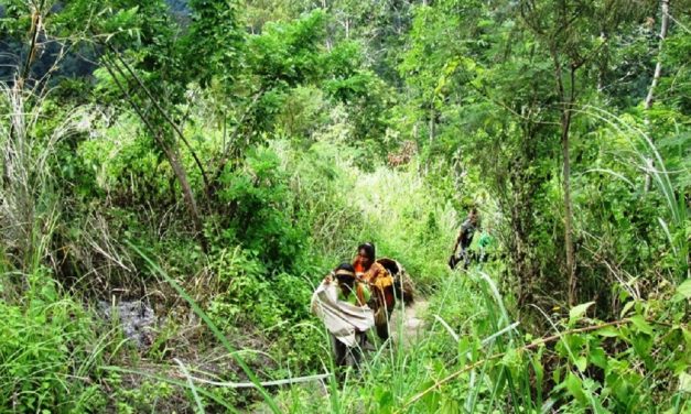 Kebijakan Kontradiktif yang Mengintai Capaian Penurunan Deforestasi Indonesia