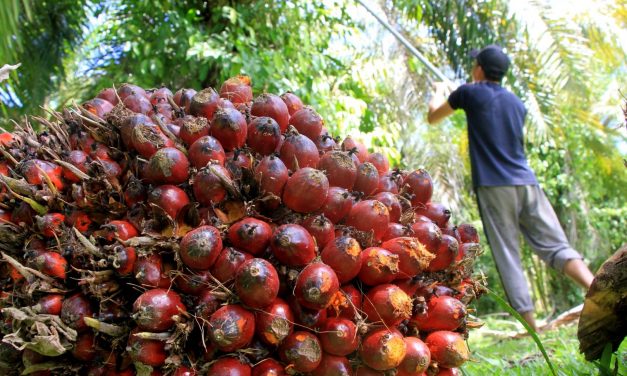 Ekspansi Sawit Ancam Kerusakan Hutan dan Tingkatkan Emisi