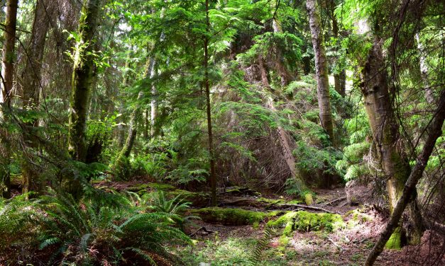 Abai Hutan, UU Cipta Kerja Berpotensi Tingkatkan Deforestasi