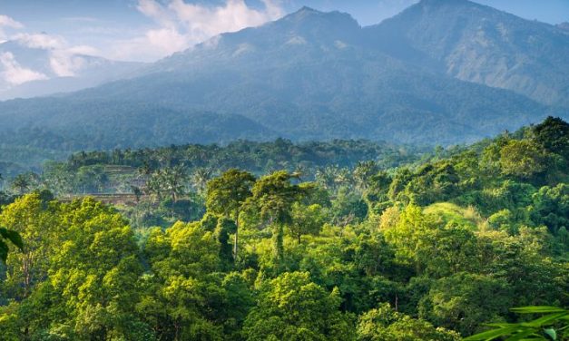 Bagaimana Jika Indonesia Tidak Ambil ‘Jatah’ Deforestasi? 