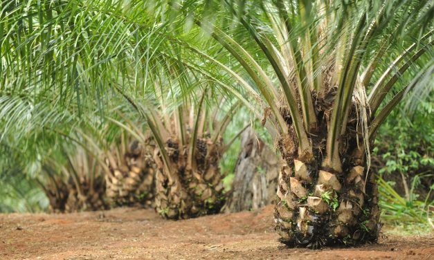 Kebun Sawit Tingkatkan Emisi Gas Rumah Kaca, Ancam Kelestarian Lingkungan