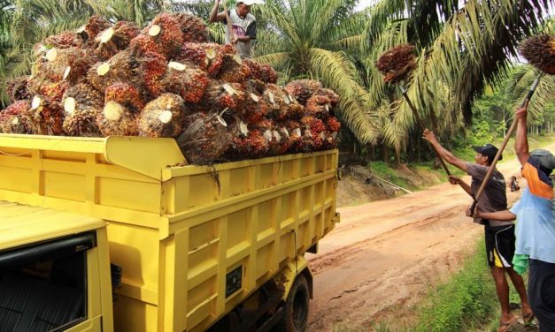 Perbaiki Tata Kelola Sawit di Indonesia untuk Mencapai Komitmen Iklim Indonesia