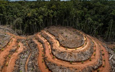Konsistensi Kebijakan Pemerintah Pengurangan Deforestasi Kunci Pencapaian Komitmen Iklim