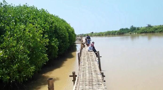 Mangrove: Sang Penjaga Iklim yang Asyik Bermandikan Lumpur, Yuk, Kita Jaga Bersama!