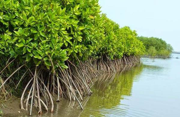 Manfaat Mangrove dalam Memerangi Krisis iklim