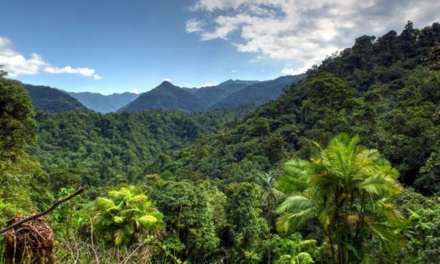 Net Sink FoLU 2030, Peran Penting Indonesia Capai NDC 2030