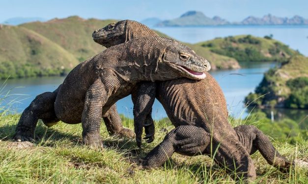 IUCN Ganti Status Komodo Dalam Daftar Merah Menjadi Terancam Punah Akibat Krisis Iklim