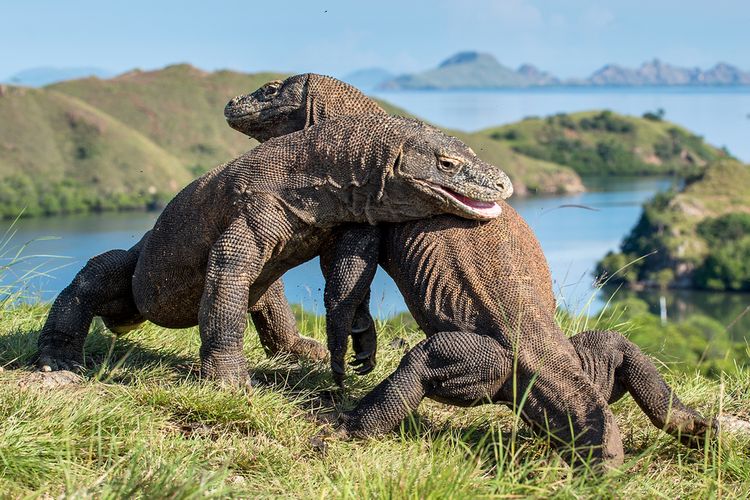 IUCN Ganti Status Komodo Dalam Daftar Merah Menjadi Terancam Punah Akibat Krisis Iklim