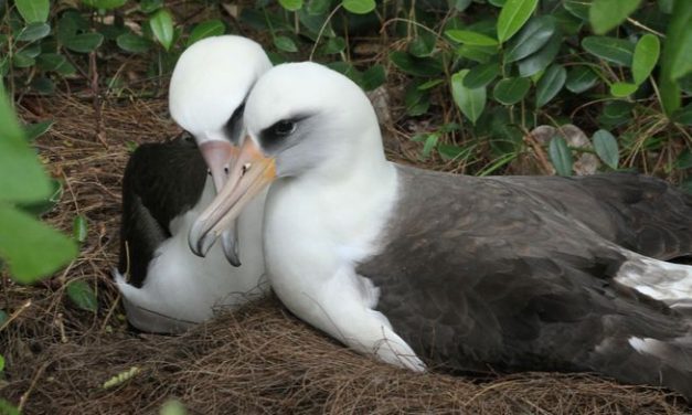 Burung Albatros Bercerai Akibat Krisis Iklim, Berikut Penjelasannya