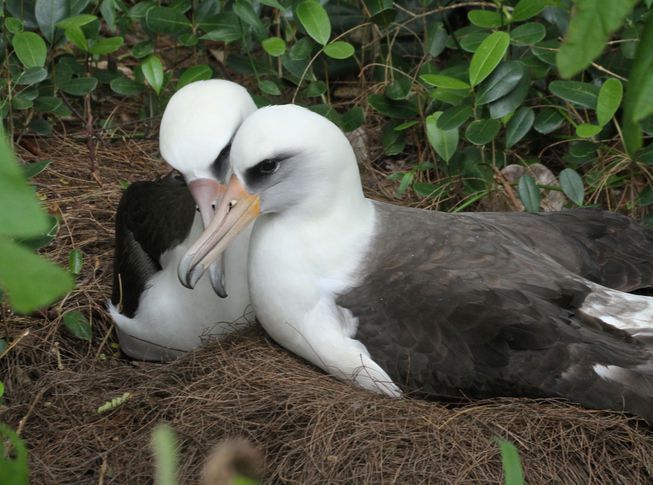 Burung Albatros Bercerai Akibat Krisis Iklim, Berikut Penjelasannya