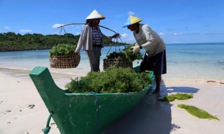 Kala Petani Kupang Beradaptasi terhadap Krisis Iklim