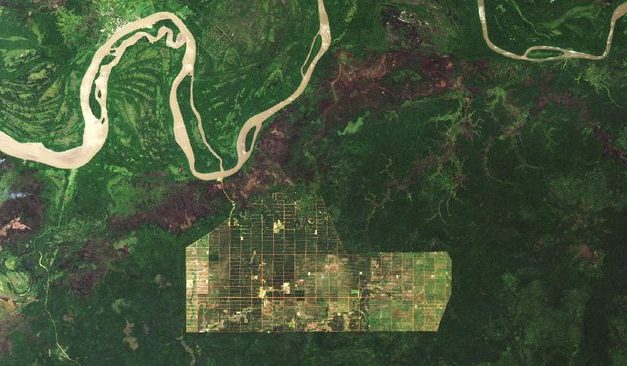 Hutan Papua Gundul, Benarkah Pemerintah Sudah Berkomitmen Menjaganya?