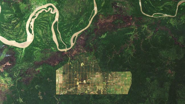 Hutan Papua Gundul, Benarkah Pemerintah Sudah Berkomitmen Menjaganya?